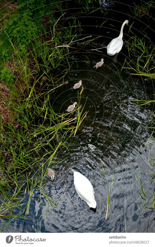 Bird's eye view of swan family Old Old town Body of water Historic Small Town Landscape Mecklenburg Mecklenburg-Western Pomerania MV Müritz lake müritz