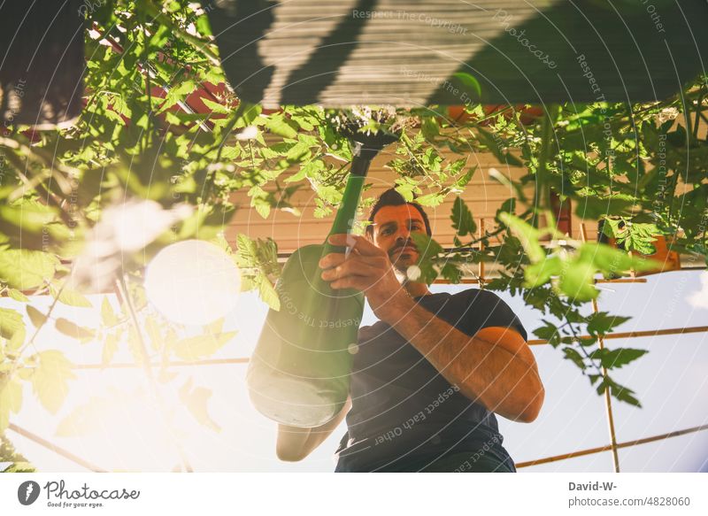 Watering flowers in summer Garden Watering can Cast Summer Gardening aridity ardor heat wave plants do gardening Nature Growth Sun sunshine Man