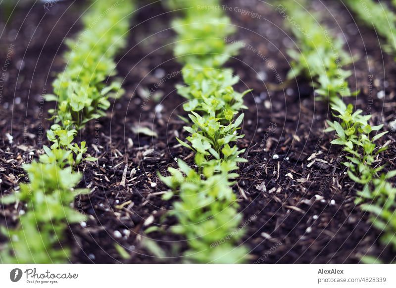 Young parsley plants in three seed rows. Plant herbs kitchen herbs Seed row Sowing Herbs and spices Green Fresh Nature Close-up Healthy Eating Colour photo