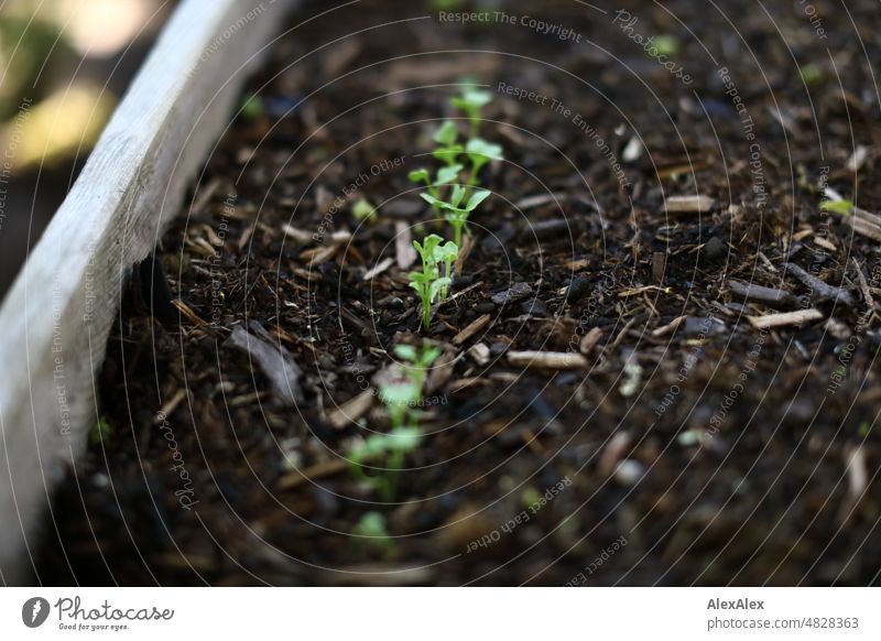 Young kale plants in a row in raised bed Plant herbs kitchen herbs Seed row Sowing Herbs and spices Green Fresh Nature Close-up Healthy Eating Colour photo