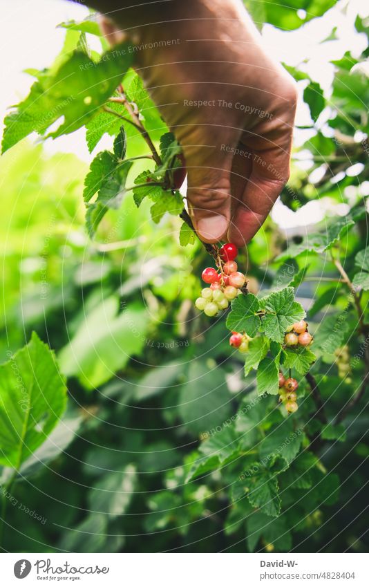 Pick currants by hand from the garden fruit reap Redcurrant self-catering Delicious salubriously vitamins Summer Garden