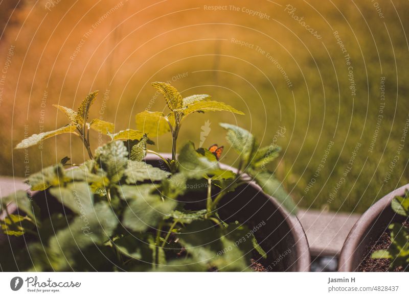 Lemon balm with butterfly Lemon Balm Fresh Colour photo Herbs and spices Garden Exterior shot Agricultural crop Nature Green Plant Day Shallow depth of field