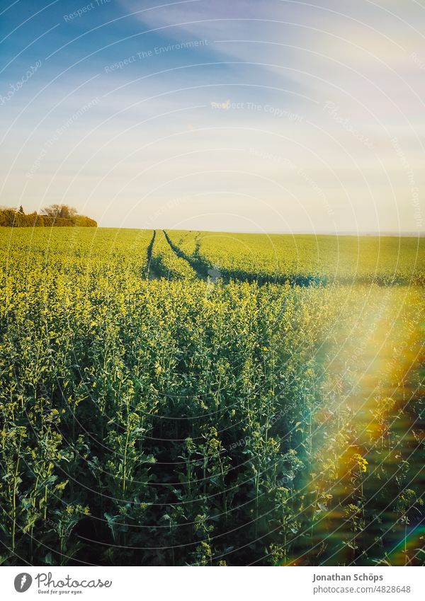 Field path to horizon with Lightleak Plant Agriculture Environment Copy Space top Blue sky Summer Beautiful weather Clouds Meadow Nature off the beaten track