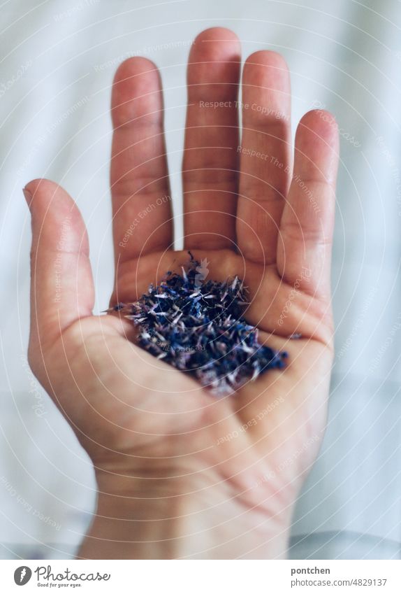 Dried purple petals in hand. Natural, love of nature, beauty of nature Hand stop Love of nature Plant Nature naturally Flower Close-up Violet blossoms