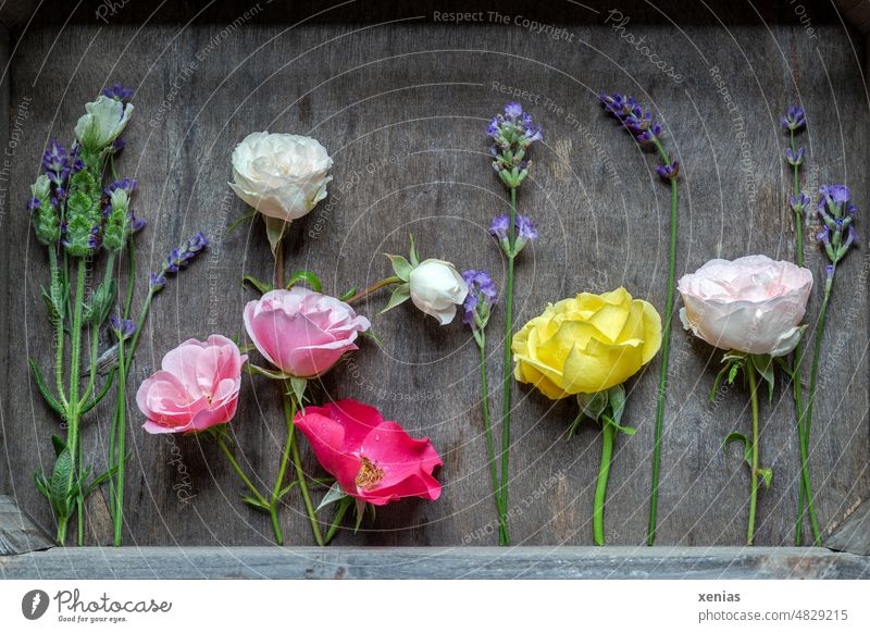 Flowers of roses and lavender stand upright in a box made of wood blossoms flowers Crate pink Lavender lavender blossom Wood Stalk Fragrance Yellow Pink purple