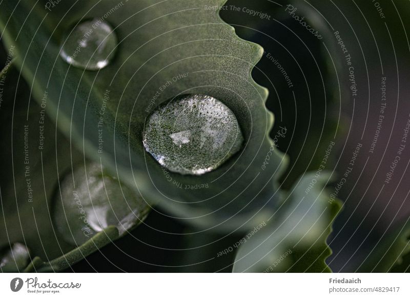 Raindrops on a green leaf Leaf Drop Water Macro (Extreme close-up) Close-up Green Drops of water Plant Wet Reflection Detail Glittering Deserted