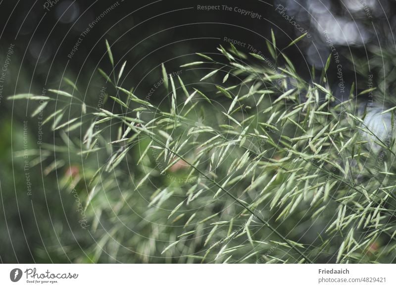 Summer meadow grasses Grass Meadow grasses Green Plant Wild plant Close-up Shallow depth of field Nature Exterior shot Environment Deserted Day Growth naturally