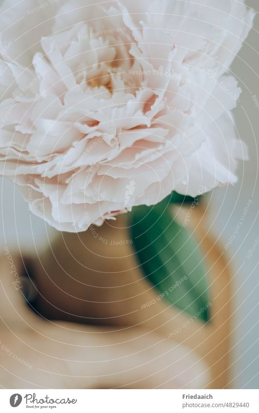 Pink peony flower in stoneware vase in hand Peony Vase Vase with flowers Flower Blossom Decoration Interior shot Detail Colour photo Blossoming pretty Summer