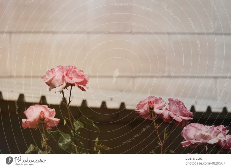 Pink roses in the sunshine in front of a shabby facade sunny Light Wall (building) Facade Beige Gray Blossoming pretty Nature Spring blossoms twigs rosy Flower