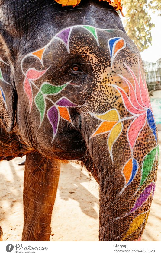 Elephant eye with painted flowers Memory Animal face Elephant skin Colour photo Animal portrait Close-up Eyes Brown eyes India Indian elephant Adventure