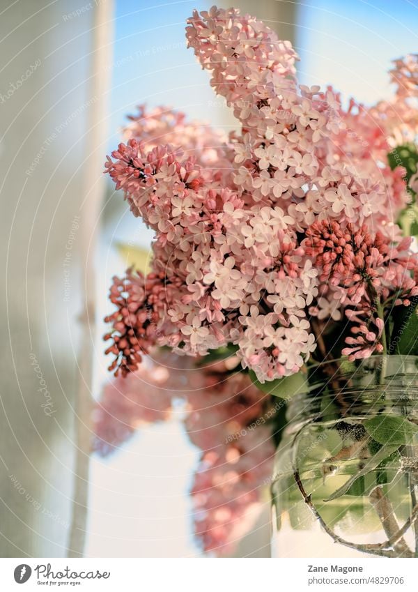 Lilac flowers in a glass jar, vivid summer colors lilac blossom Violet Blossoming Nature Spring Garden decoration colorful home lifestyle Home decor Close-up