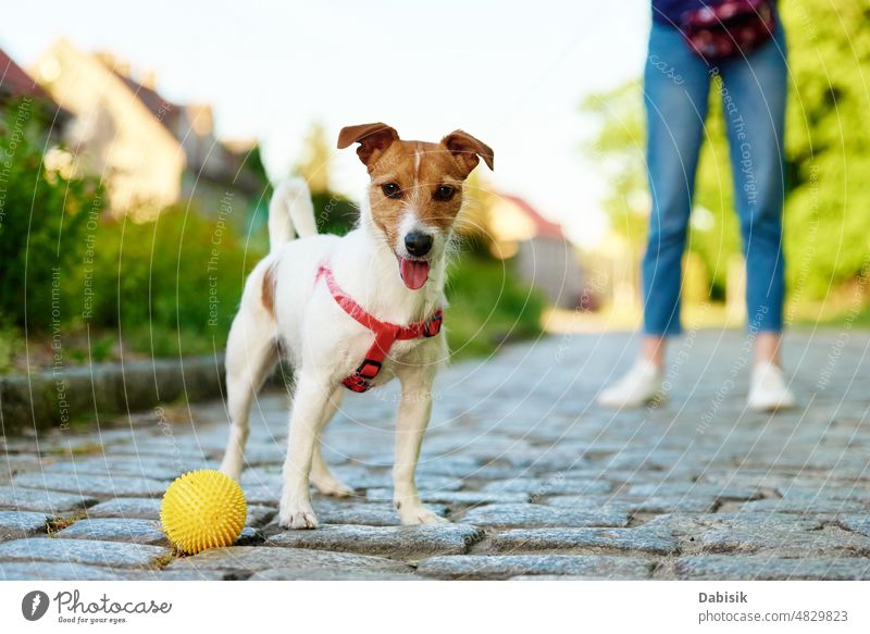 Dog walking at city street with his owner dog pet portrait training toy woman exercise jack russell pavement outside puppy sidewalk trainer stroll canine