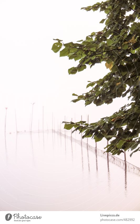 Müritz river bank Environment Nature Landscape Water Autumn Fog Plant Tree Leaf Wild plant Lakeside Cold Wet Natural Patient Calm Idyll Colour photo