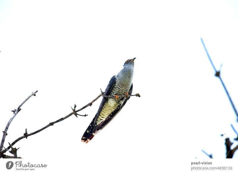 CUCKUCK Cuckoo Bird birdwatching Ornithology Full-length Deserted Exterior shot Colour photo Feather songbird animal world Branch from below Wild animal