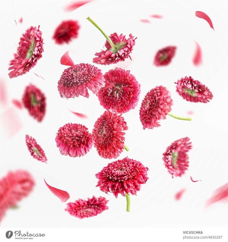 Beautiful flying pink marguerite flower and petals at white background. Floral levitation beautiful floral concept front view pattern nature blossom blurred