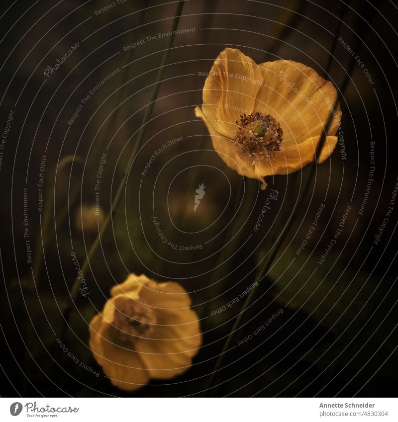 Poppies yellow poppy flower Poppy Plant Flower Blossom Poppy blossom Wild plant Environment Yellow Colour photo Spring Deserted