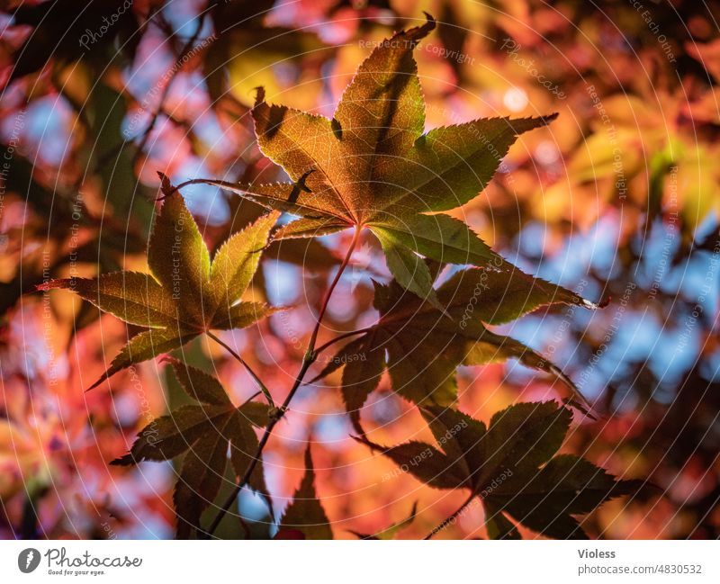 maple leaf Maple tree Maple leaf Maple branch Shadow Shadow play Tree Plant Sun Light