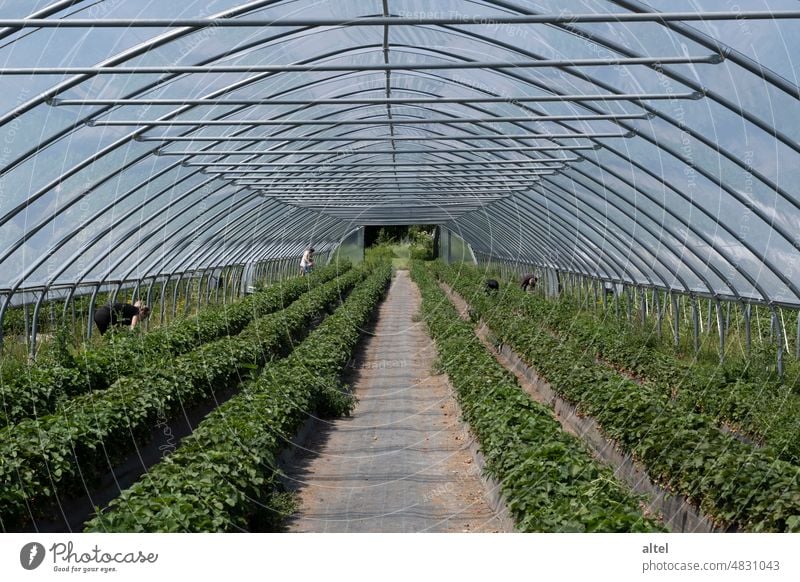 Planting tunnel / greenhouse / strawberry harvesting Greenhouse plant tunnel Strawberry Harvest Food Agriculture pick oneself Seasonal farm worker Spring Summer