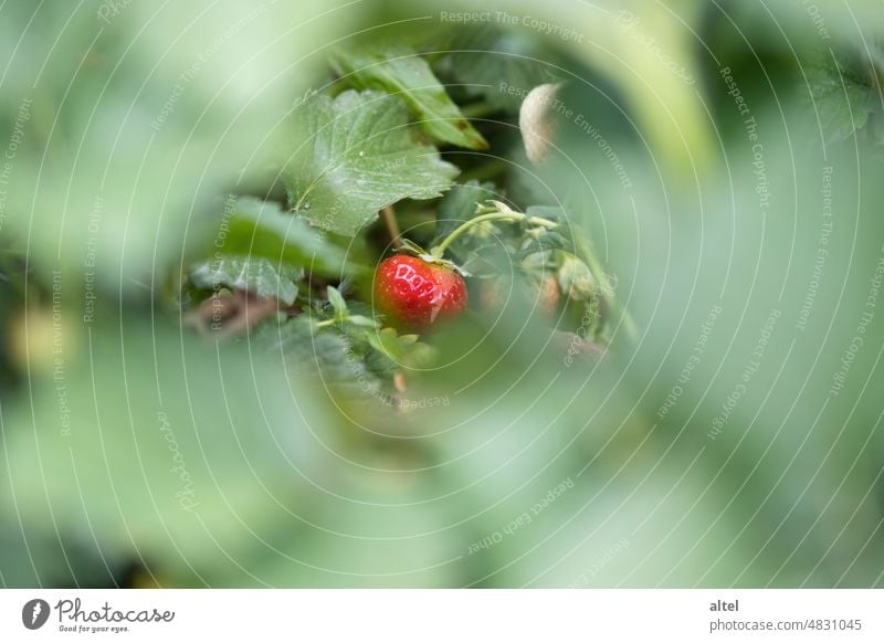 Strawberry / ready for harvest strawberry fruit ready for harvesting Harvest strawberry plant Spring Fruit pseudo-fruit Detail Summer Delicious vitamins Food