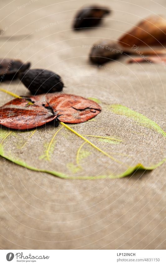 CR VII Stranded in Costa Rica leaves Beach Washed up washed ashore Sand Sandy beach Nature Ocean Close-up Environmental protection seaboard Seashore travel