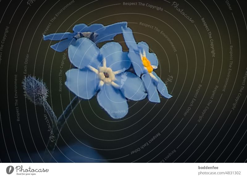 three flowers of a forget-me-not at the stem end with a bud under the flowers, dark and blurred background with weak light effect, shallow depth of field