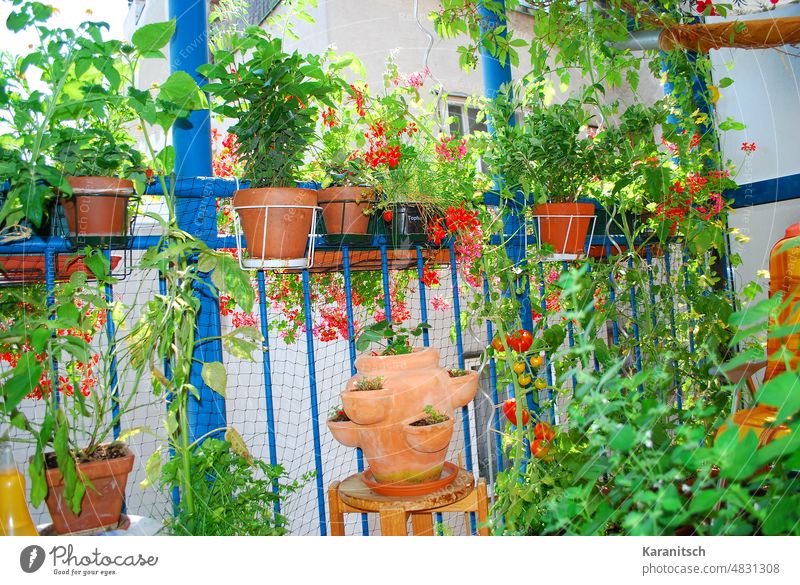 It's growing and blooming on my balcony. garden pot plants vegetables herbs flowers gardening green fingers thrive blossom rip tomatoes red fruits strawberries