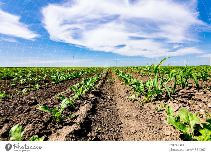 View on field of small soybean crops with windmills, wind generator, turbine, in background Agriculture Alternative Bean Cereal Cloudy Crop Eco Ecological