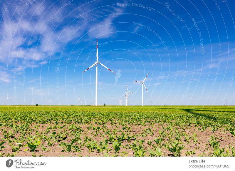 View on field of small soybean crops with windmills, wind generator, turbine, in background Agriculture Alternative Bean Cereal Cloudy Crop Eco Ecological