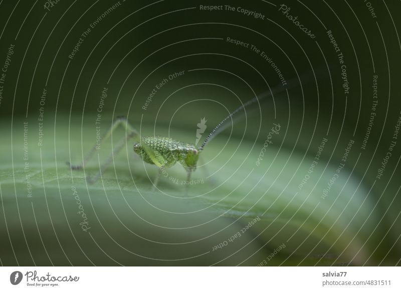 small grasshopper sits on a leaf Nature Green Leaf Insect Small Delicate Macro (Extreme close-up) Animal Animal portrait Shallow depth of field Plant