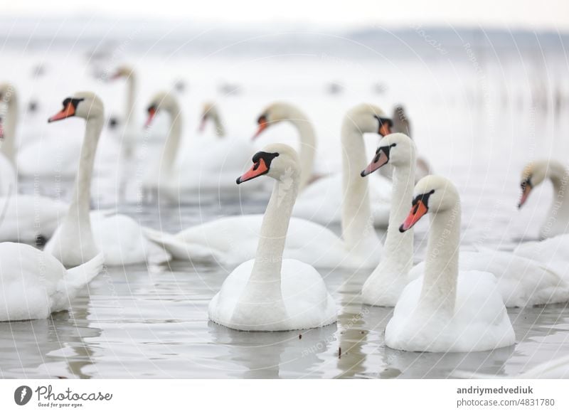 White swan flock in spring water. Swans in water. White swans. Beautiful white swans floating on the water. swans in search of food. selective focus animal lake