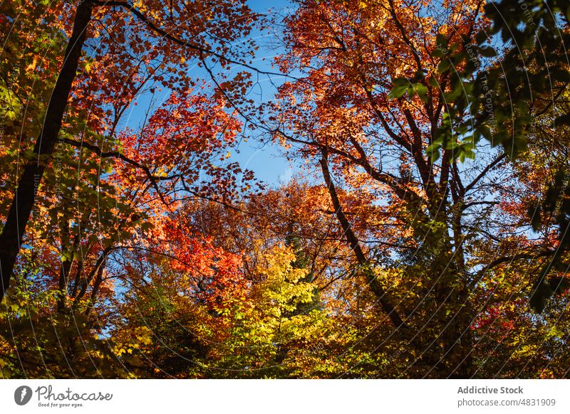 Forest trees with yellow leaves forest woods nature autumn woodland plant vegetate foliage trunk lush environment scenery growth colorful flora summer landscape