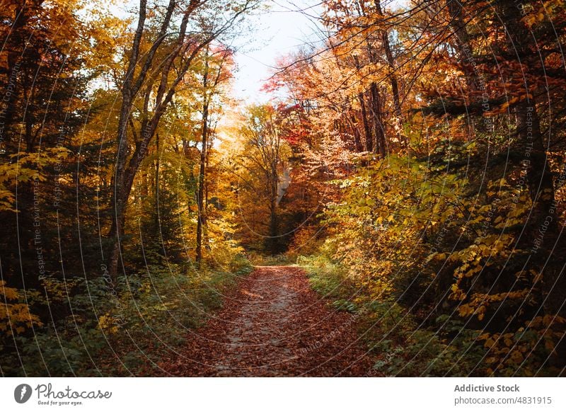 Forest trees with yellow leaves forest woods nature autumn woodland way plant vegetate path foliage trunk lush environment scenery growth colorful flora summer