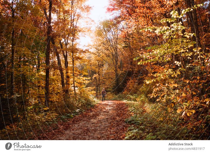 Man walking in autumn forest man weekend tree outerwear positive nature stand male woodland season fall countryside woods orange hat optimist foliage explore