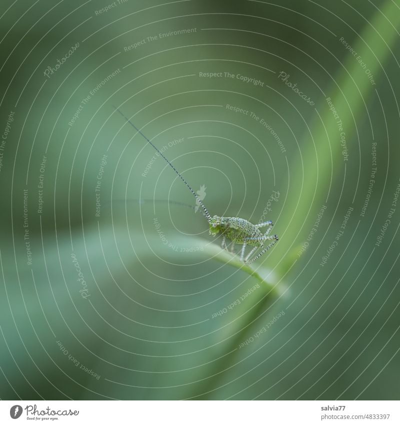 filigree | young long-snouted grasshopper in 1st larval stage Insect Locust Larva Nature Macro (Extreme close-up) Green Feeler Animal Great green bushcricket