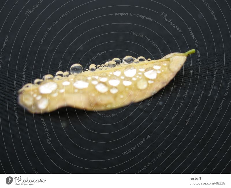 water leaf3 Cloth Black Leaf Blur Yellow Morning Reflection Close-up Drops of water Multiple Rope Water Nature Macro (Extreme close-up)