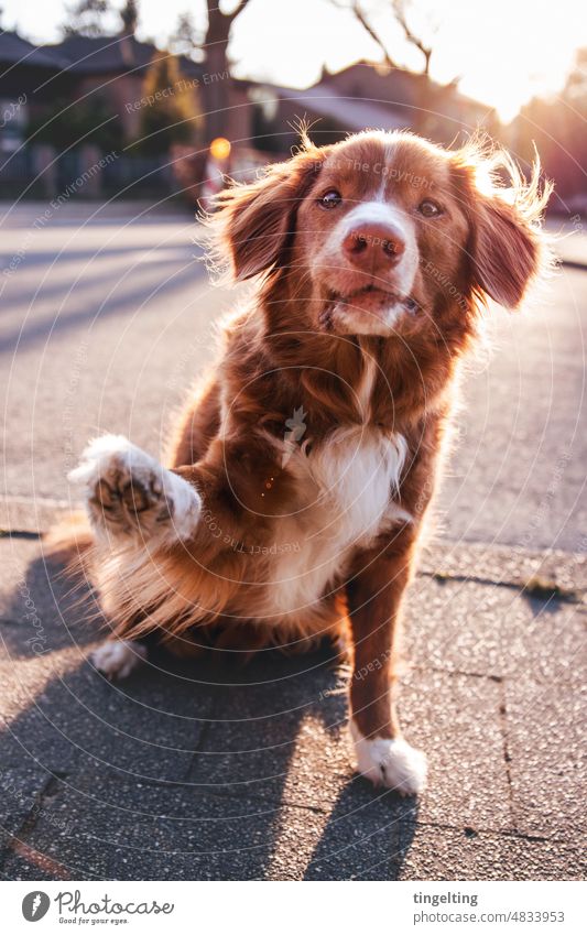 Duck Tolling Retriever waving in the evening sun Nova Scotia Duck Tolling Retriever Dog working dog Street Town Evening sun Sunset Asphalt Trick well behaved