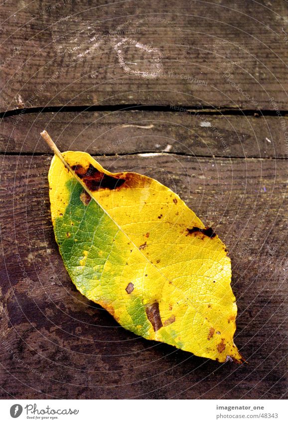 0007 Autumn Wood Leaf autumn mood Structures and shapes Macro (Extreme close-up)