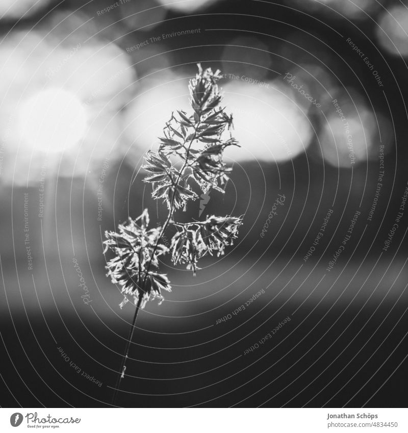 Plant backlit close up black and white Back-light Close-up black-and-white Nature pretty Calm tranquillity Exterior shot Deserted Black & white photo Blossom