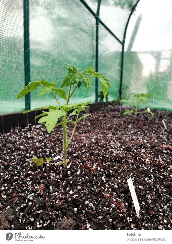 Grow tomato plant, grow! Grow big and strong in my greenhouse! Greenhouse Plant Nature Colour photo Growth Vegetable Garden Fresh Earth Ground wax Brown