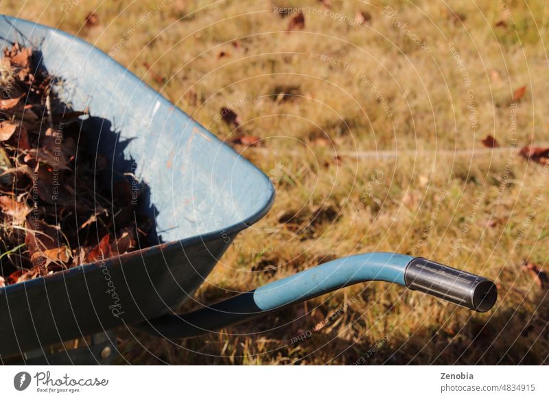 Faded blue wheelbarrow filled with autumn leaves in garden fall brown seasonal work maintenance browndry grass lawn gardening foliage Lawn outdoors lawn care