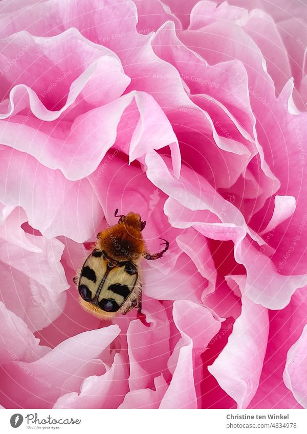 A pretty paintbrush beetle in a pink peony looking for food Bee chafer Trichius fasciatus 1 animal Beetle pretty beetle Peony Paeonia paeonia officinalis