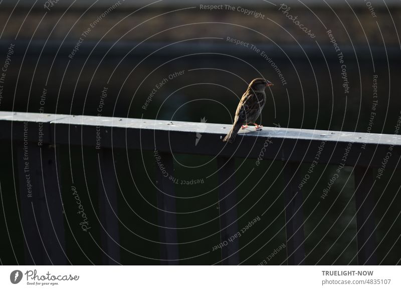 Summer evening on the Potsdam Friendship Island: a sparrow or sparrow sits quite lonely but awake in the light of the evening sun on a wall and looks Sparrow