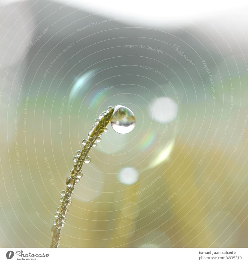 drop on the grass leaf in rainy days in springtime, green background plant leaves green color green leaf raindrop rainy season water wet shiny bright sunlight