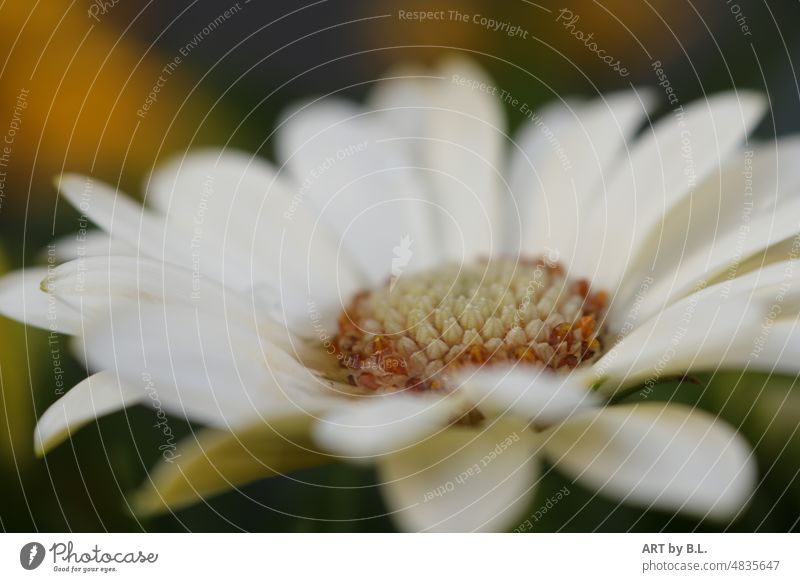 the love for the flowers... flourished Blossoming blossom Garden White Flower inboard flowery Love nature-lover