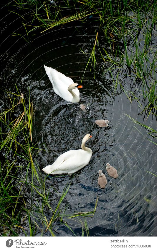 Swan Family Old Old town Body of water Historic Small Town Landscape Mecklenburg Mecklenburg-Western Pomerania MV Müritz lake müritz north districts Lake