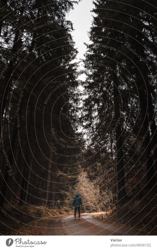 Walking in the darkened spruce forest along the old driveway, the man looks up and realizes how small and ephemeral he is compared to this wilderness. Hunched over. Outdoors adventure