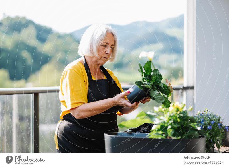 Senior woman planting flower in pot elderly bloom floral female blossom work smile gardener care fresh florist senior cheerful cultivate occupation botany