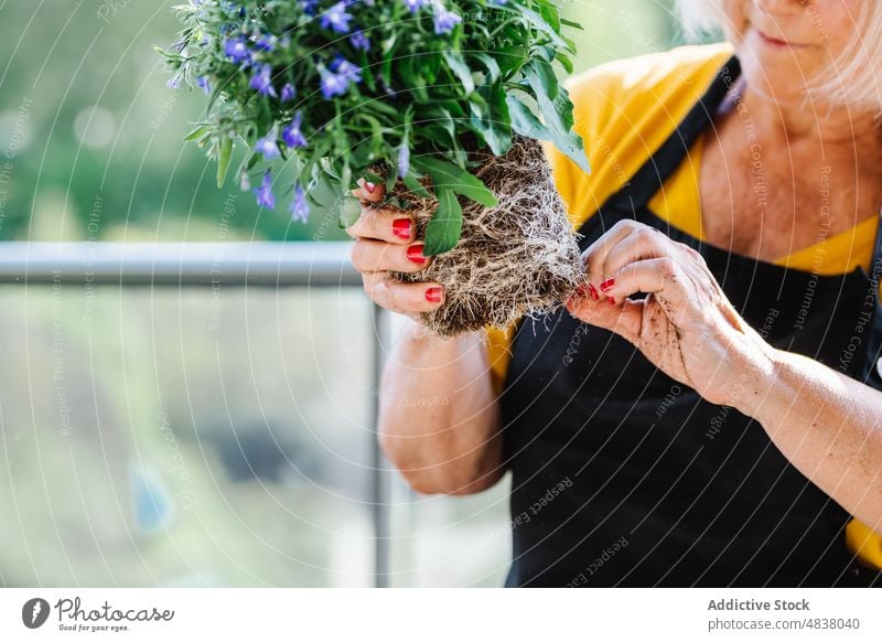 Crop woman planting seedling in pot soil horticulture garden gardener flower natural hobby care table prepare female work ground senior cultivate floral crop