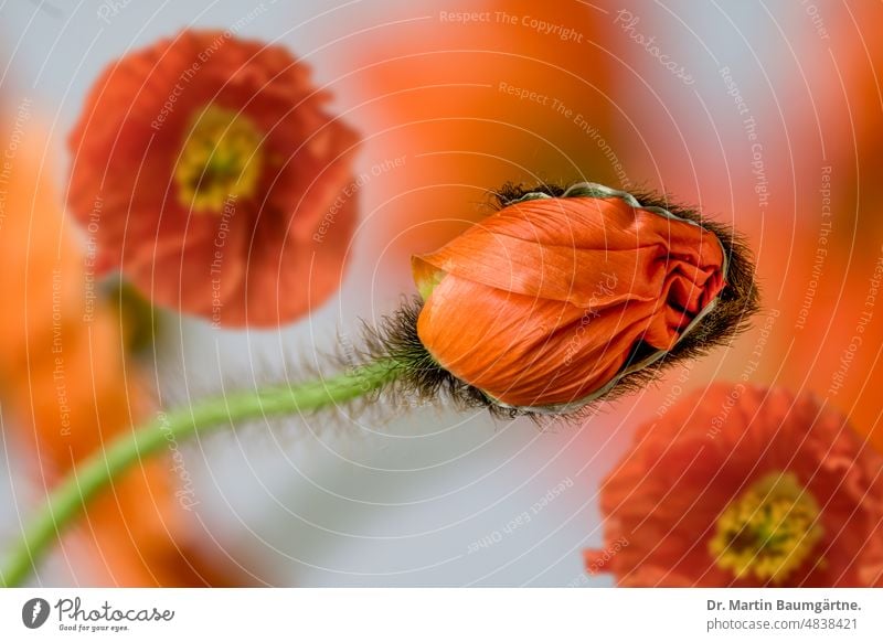 Papaver nudicaule, Iceland poppy, opening bud and flowers papaver Poppy shrub short-lived Blossom blossoms orange-red subarctic Papaveraceae poppies variety