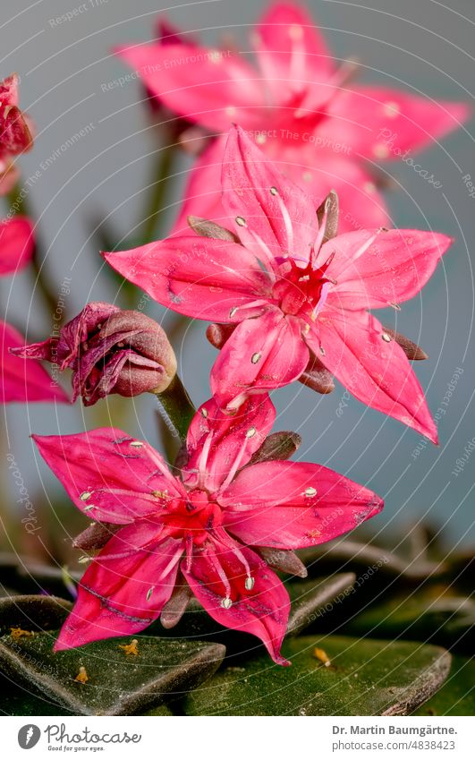 Graptopetalum bellum (Tacitus bellus) from Mexico Blossom blossoms inflorescence Red succulent from Chihuahua thickleaf plants crassulaceae no cactus Rosette